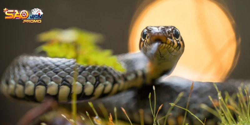 Khám phá con số may mắn qua giấc mơ thấy rắn