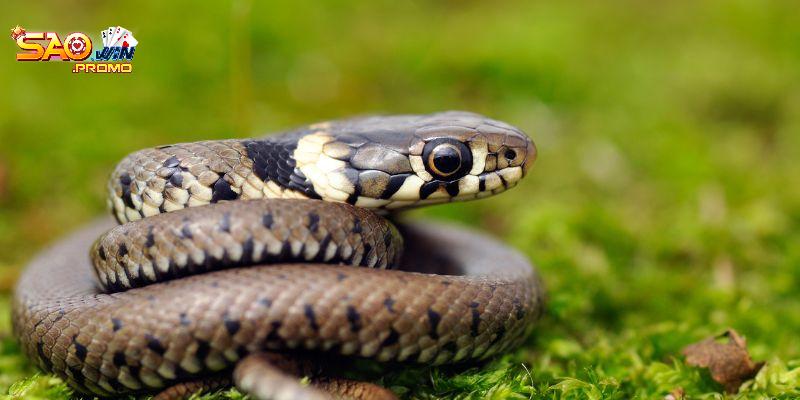 Giấc mơ thấy rắn cắn người khác là điềm tốt cho bạn