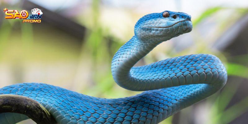 Vài thông tin cần nắm về giấc mơ thấy rắn